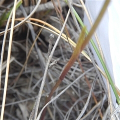 Diuris sulphurea at Point 5834 - 26 Oct 2015