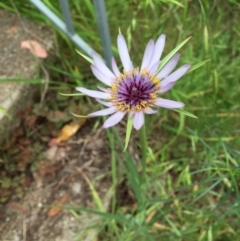 Tragopogon porrifolius subsp. porrifolius (Salsify, Oyster Plant) at O'Connor, ACT - 25 Oct 2015 by ibaird