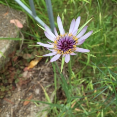 Tragopogon porrifolius subsp. porrifolius (Salsify, Oyster Plant) at O'Connor, ACT - 25 Oct 2015 by ibaird