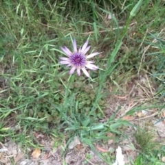 Tragopogon porrifolius subsp. porrifolius at O'Connor, ACT - 26 Oct 2015 08:45 AM