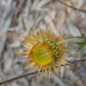 Coronidium oxylepis subsp. lanatum at Canberra Central, ACT - 26 Oct 2015