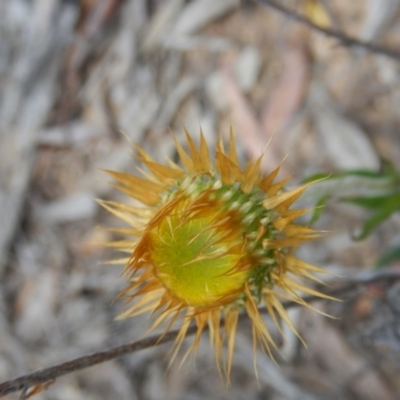 Coronidium oxylepis subsp. lanatum (Woolly Pointed Everlasting) at Point 5834 - 26 Oct 2015 by MichaelMulvaney