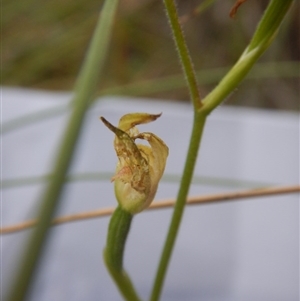 Caladenia moschata at Undefined Area - suppressed