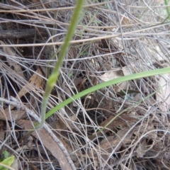 Caladenia moschata at Undefined Area - suppressed