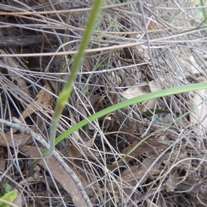 Caladenia moschata at Undefined Area - suppressed