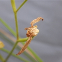 Caladenia moschata at Undefined Area - suppressed