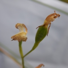 Caladenia moschata at Undefined Area - suppressed