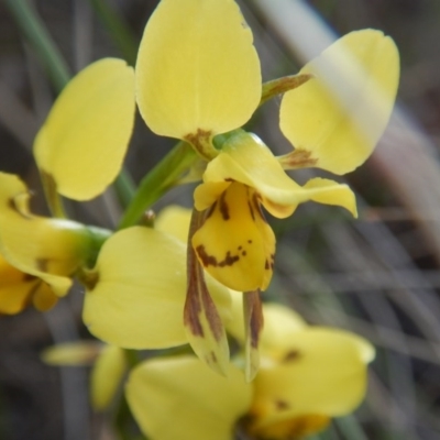 Diuris sulphurea (Tiger Orchid) at Point 5834 - 26 Oct 2015 by MichaelMulvaney