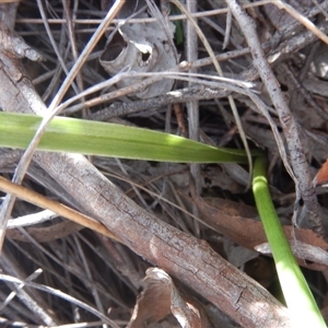 Diuris sulphurea at Point 5834 - 26 Oct 2015