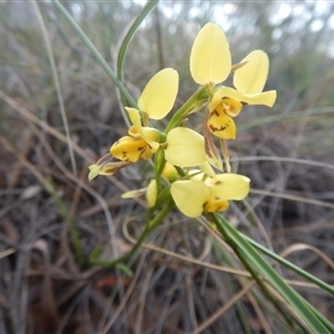 Diuris sulphurea at Point 5834 - suppressed