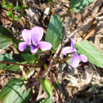 Viola betonicifolia (Mountain Violet) at Mount Fairy, NSW - 24 Oct 2015 by JanetRussell