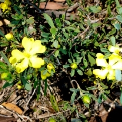 Hibbertia obtusifolia (Grey Guinea-flower) at Mount Fairy, NSW - 24 Oct 2015 by JanetRussell