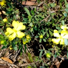 Hibbertia obtusifolia (Grey Guinea-flower) at Mount Fairy, NSW - 25 Oct 2015 by JanetRussell