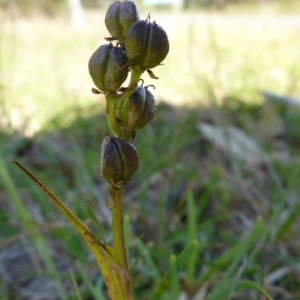 Wurmbea dioica subsp. dioica at Mount Fairy, NSW - 25 Oct 2015 01:15 PM