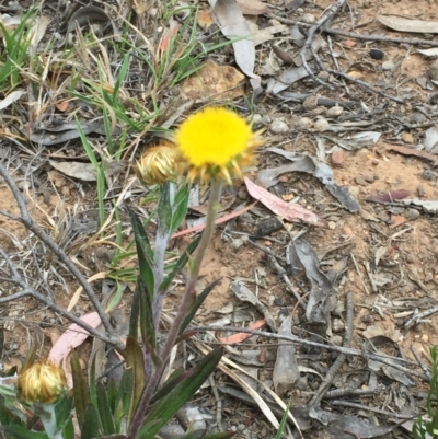 Coronidium oxylepis subsp. lanatum (Woolly Pointed Everlasting) at Dryandra St Woodland - 16 Oct 2015 by ibaird