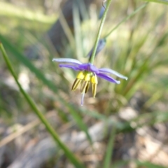 Dianella tasmanica (Tasman Flax Lily) at Mount Fairy, NSW - 25 Oct 2015 by JanetRussell