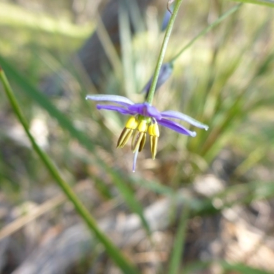 Dianella tasmanica (Tasman Flax Lily) at Mount Fairy, NSW - 24 Oct 2015 by JanetRussell