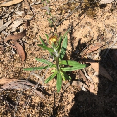 Coronidium oxylepis subsp. lanatum (Woolly Pointed Everlasting) at Black Mountain - 25 Oct 2015 by ibaird