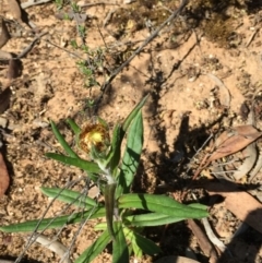 Coronidium oxylepis subsp. lanatum at O'Connor, ACT - 25 Oct 2015 03:27 PM