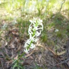 Stackhousia monogyna (Creamy Candles) at Mount Fairy, NSW - 25 Oct 2015 by JanetRussell