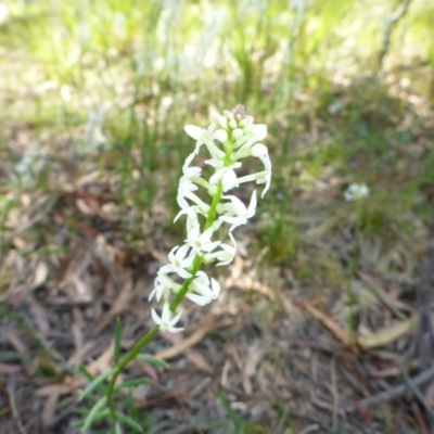 Stackhousia monogyna (Creamy Candles) at Mount Fairy, NSW - 24 Oct 2015 by JanetRussell