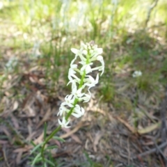 Stackhousia monogyna (Creamy Candles) at Mount Fairy, NSW - 24 Oct 2015 by JanetRussell