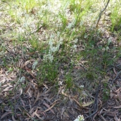 Stackhousia monogyna at Mount Fairy, NSW - 25 Oct 2015 10:47 AM