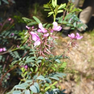 Indigofera australis subsp. australis at Mount Fairy, NSW - 25 Oct 2015