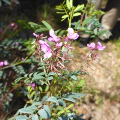 Indigofera australis subsp. australis (Australian Indigo) at Mount Fairy, NSW - 25 Oct 2015 by JanetRussell