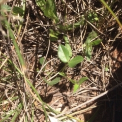 Zornia dyctiocarpa var. dyctiocarpa (Zornia) at Jerrabomberra Grassland - 27 Oct 2015 by RichardMilner