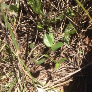 Zornia dyctiocarpa var. dyctiocarpa at Hume, ACT - 27 Oct 2015 03:19 PM