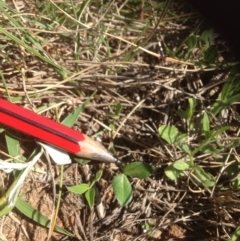 Zornia dyctiocarpa var. dyctiocarpa at Hume, ACT - 27 Oct 2015