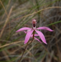 Caladenia congesta (Pink Caps) at Aranda Bushland - 25 Oct 2015 by CathB