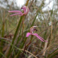 Caladenia congesta at Aranda, ACT - suppressed