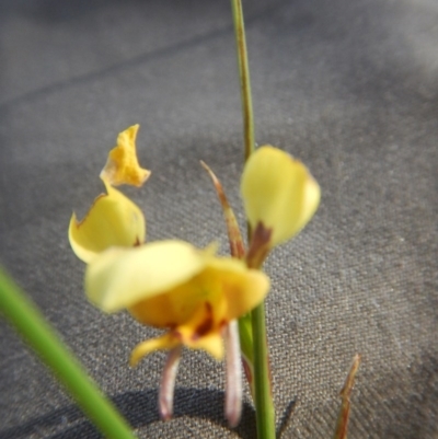 Diuris sulphurea (Tiger Orchid) at Black Mountain - 27 Oct 2015 by MichaelMulvaney