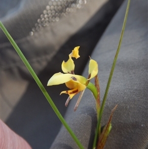 Diuris sulphurea at Point 5595 - 27 Oct 2015