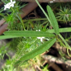 Glycine clandestina at Rendezvous Creek, ACT - 25 Oct 2015