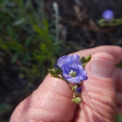 Linum marginale (Native Flax) at Acton, ACT - 27 Oct 2015 by MichaelMulvaney