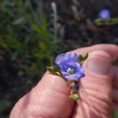 Linum marginale (Native Flax) at Point 5595 - 27 Oct 2015 by MichaelMulvaney