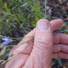 Linum marginale at Acton, ACT - 27 Oct 2015 04:17 PM