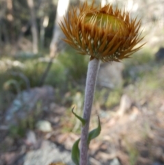 Coronidium oxylepis subsp. lanatum (Woolly Pointed Everlasting) at Acton, ACT - 27 Oct 2015 by MichaelMulvaney