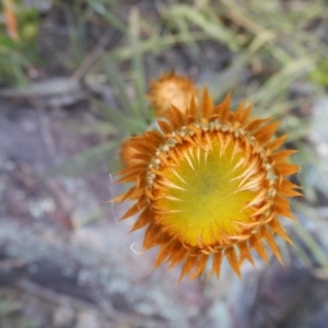 Coronidium oxylepis subsp. lanatum at Point 5595 - 27 Oct 2015 04:25 PM