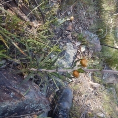 Coronidium oxylepis subsp. lanatum at Point 5595 - 27 Oct 2015