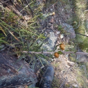 Coronidium oxylepis subsp. lanatum at Point 5595 - 27 Oct 2015 04:25 PM