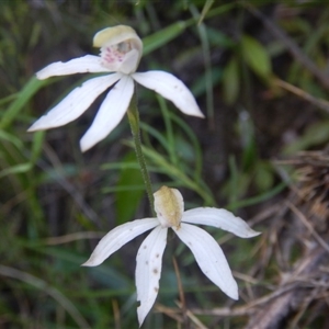 Caladenia moschata at Point 5595 - 27 Oct 2015