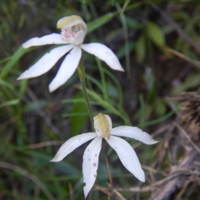 Caladenia moschata (Musky Caps) at Point 5595 - 27 Oct 2015 by MichaelMulvaney