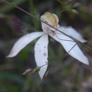 Caladenia moschata at Point 5595 - 27 Oct 2015