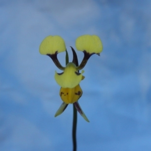 Diuris sulphurea at Point 60 - 27 Oct 2015