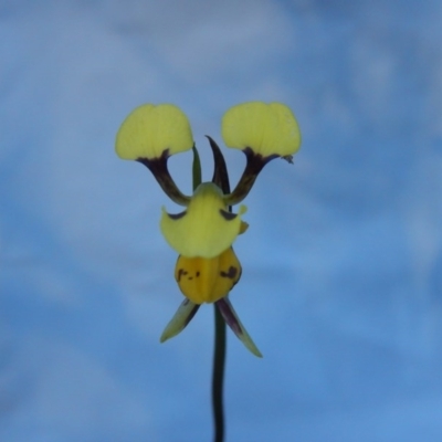 Diuris sulphurea (Tiger Orchid) at Black Mountain - 27 Oct 2015 by MichaelMulvaney