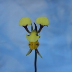 Diuris sulphurea (Tiger orchid) at Point 60 - 27 Oct 2015 by MichaelMulvaney